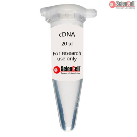 Human Splenic Endothelial Cell cDNA