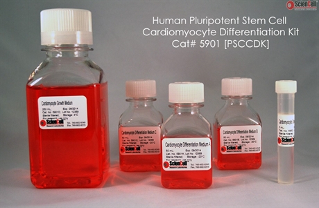 Human Pluripotent Stem Cell Cardiomyocyte Differentiation Kit, 2 x 50 ml