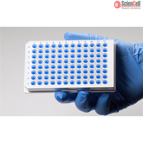 GeneQuery Human Endothelial Cell Biology qPCR Array Kit