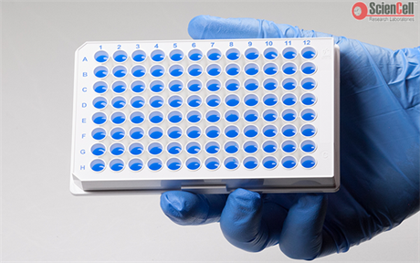 GeneQuery™ Human Stem Cell Transcription Factors qPCR Array Kit