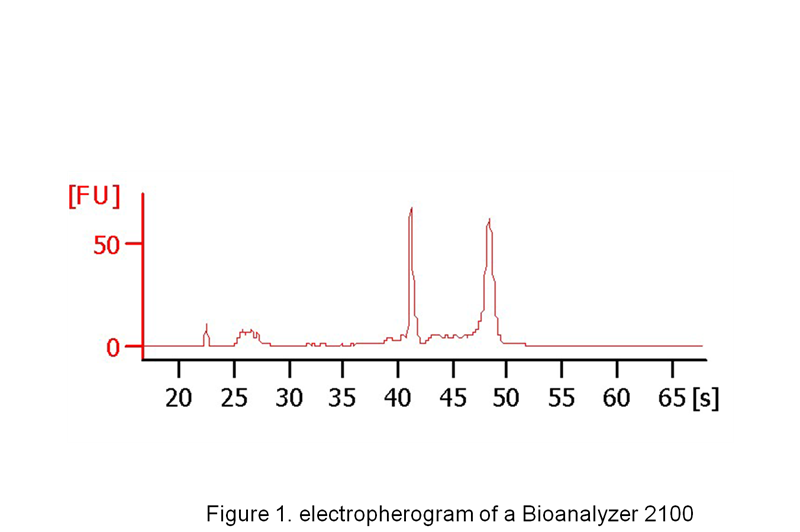 Total RNA Human Pan T Lymphocytes, 1 µg