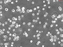 Rat Oligodendrocyte Precursor Cells