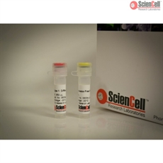 Human Germ Layer Detection qPCR Kit