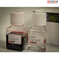 Oil Red O Staining Kit