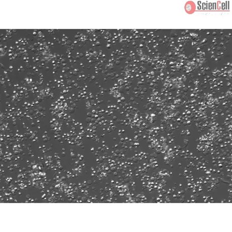 CD1 Mouse Bone Marrow Mononuclear Cells