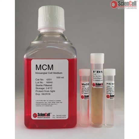 Human Mesangial Cell Medium-basal, 2 x 500 ml