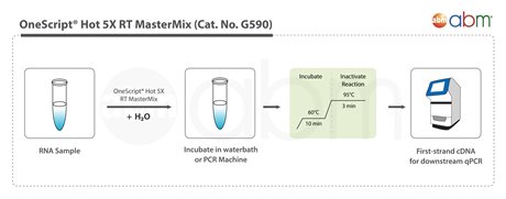 RScript Hot 5X RT MasterMix 