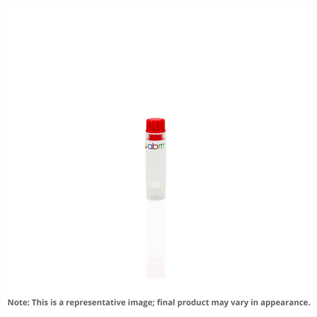 Immortalized Human Laryngeal Posterior Commissure Cells