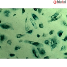 Cell Senescence Assay