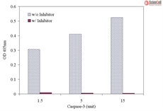 Caspase-3 Assay