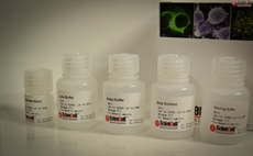 Alkaline Phosphatase Activity Assay