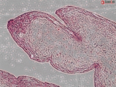 Safranin O Staining Kit