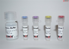 Glucose Assay