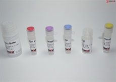 Glucose-6-phosphate Dehydrogenase Assay