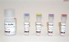 Xanthine Oxidase Assay