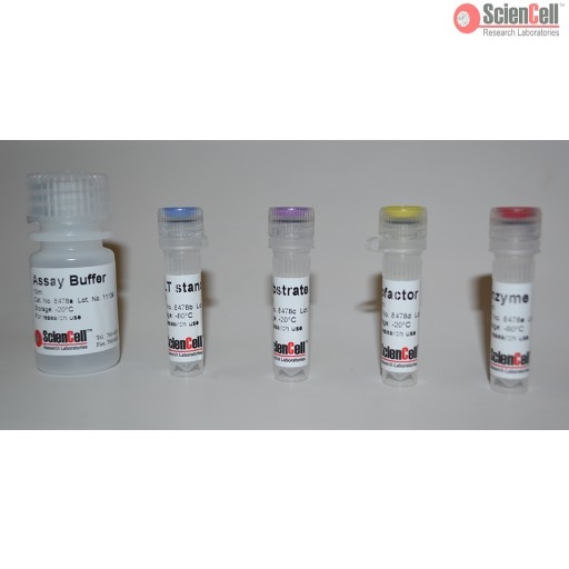 Alanine Transaminase Assay