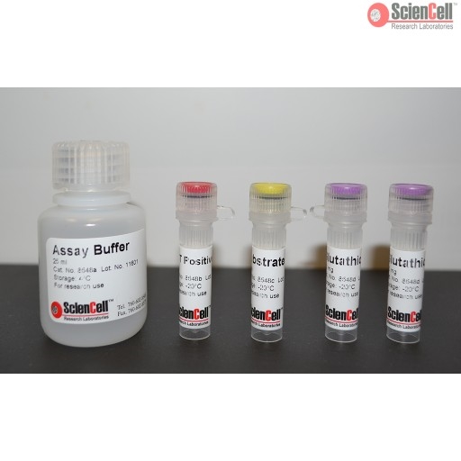 Glutathione S-transferases Assay