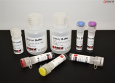 GSH/GSSG Ratio Assay