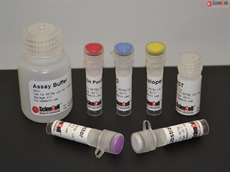 Aldehyde Dehydrogenase Assay