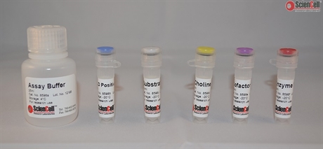 Phospholipase D Assay