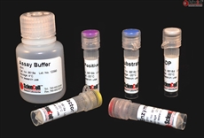 Creatine Kinase Assay