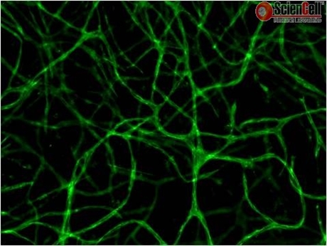 3D Gel Staining Prep Kit