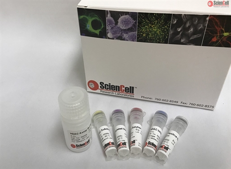 Colorimetric Histone Deacetylase Activity Assay