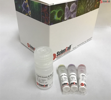 Colorimetric Trypsin Activity Assay