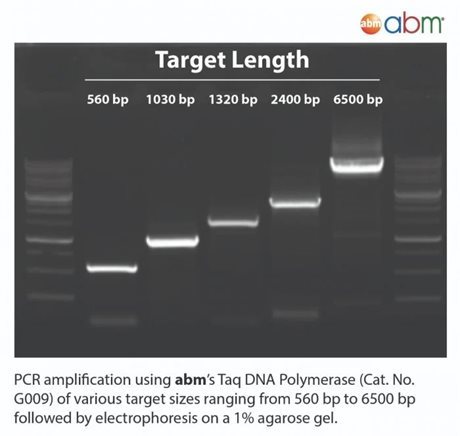 Taq 2X PCR MasterMix