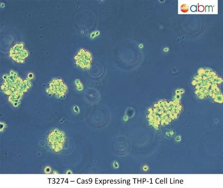 Cas9 Expressing THP-1 Cell line