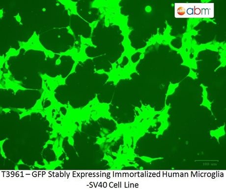 GFP Stably Expressing Immortalized Human Microglia -SV40 