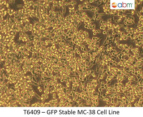 GFP Stable MC-38 Cell Line