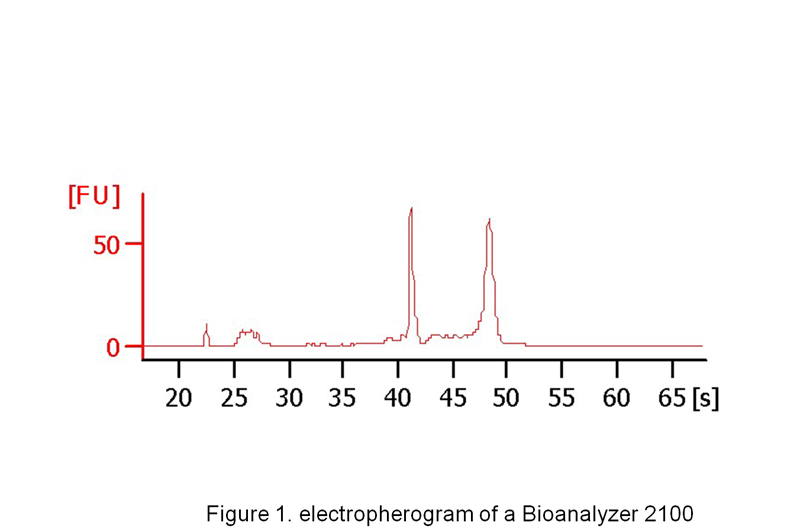 Total RNA Pooled Human Peripheral Blood Myeloid Dendritic Cells (Human MDCs), 1 µg