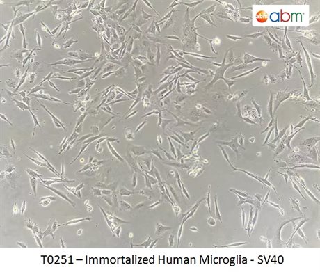 Human Microglia - SV40 