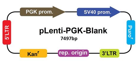 pLenti-PGK-Blank Vector