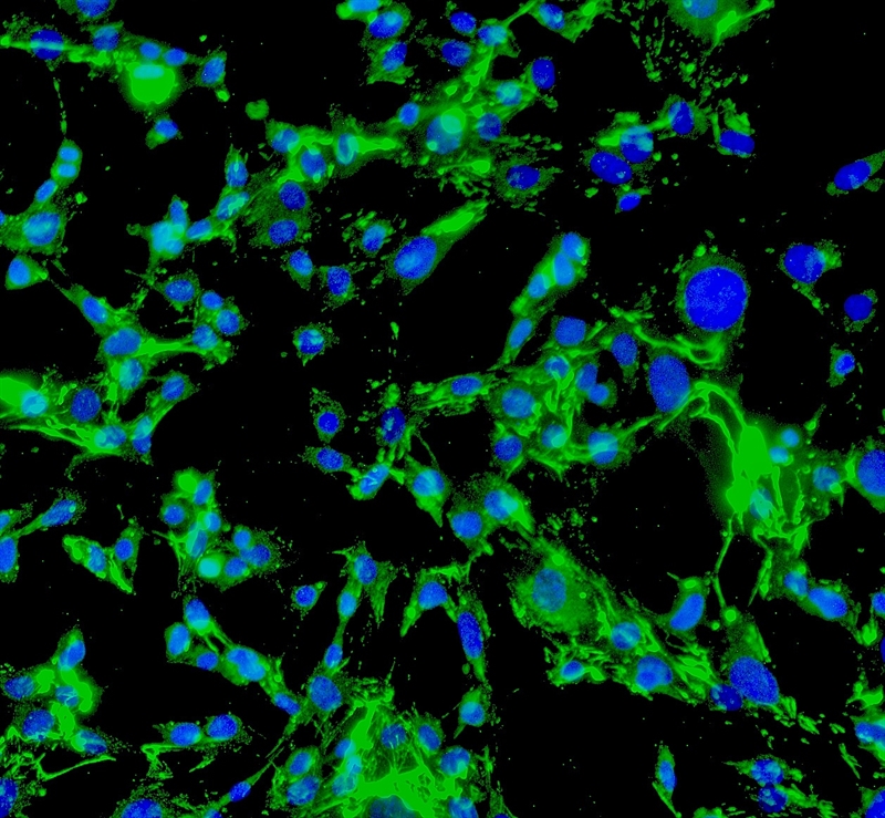 Mouse Perineurial Fibroblasts from CD1