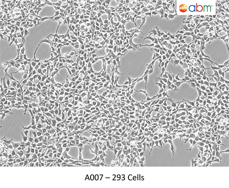 293 Cells