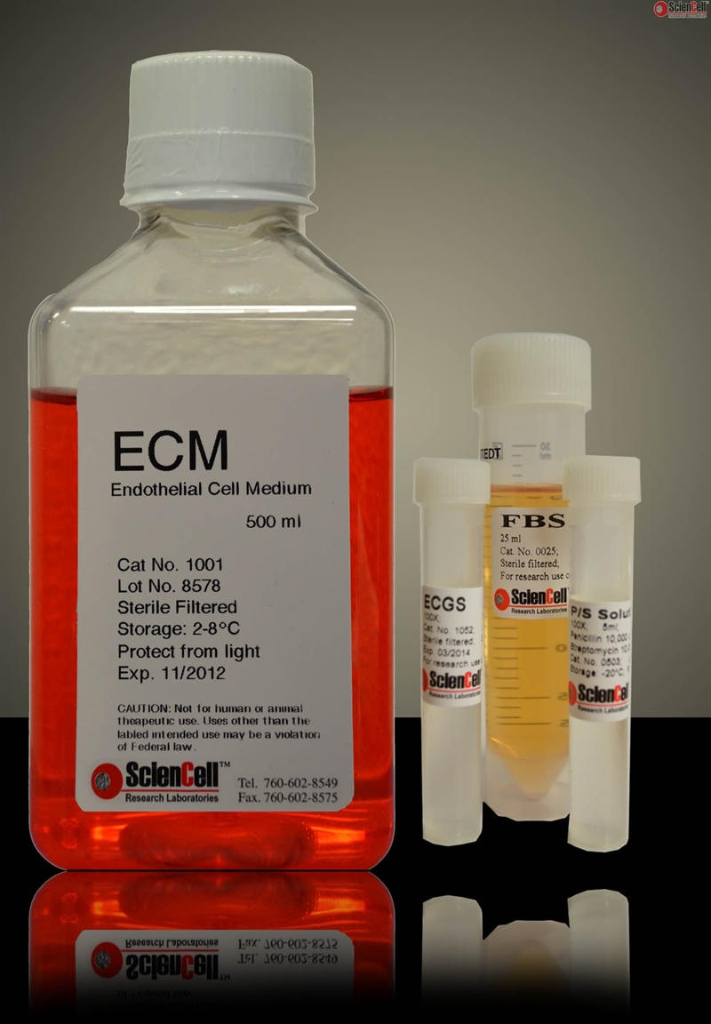 Endothelial Cell Medium-GF (Glucose Free)