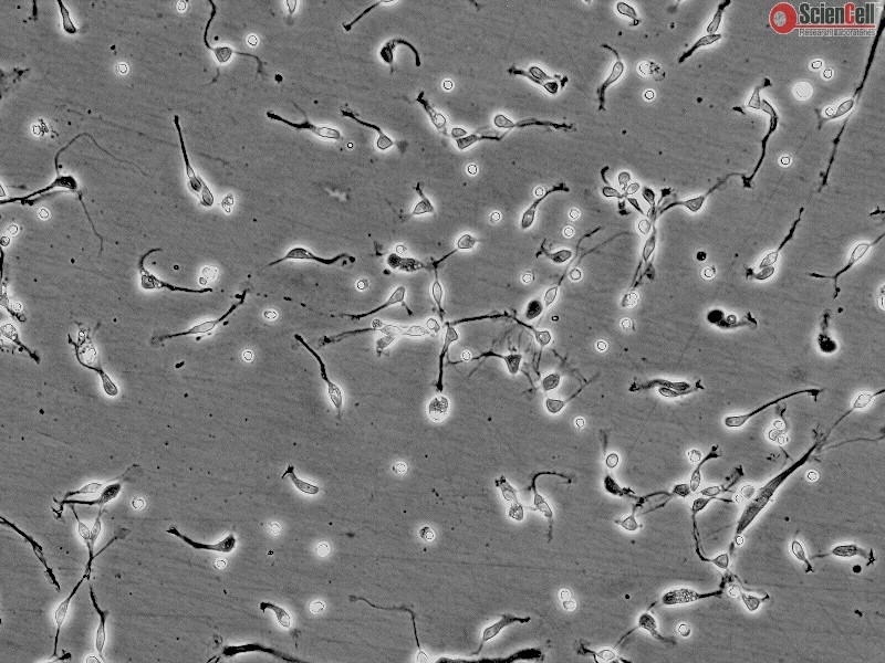 Human Neurons-brain stem, HN-bs, Passage 0