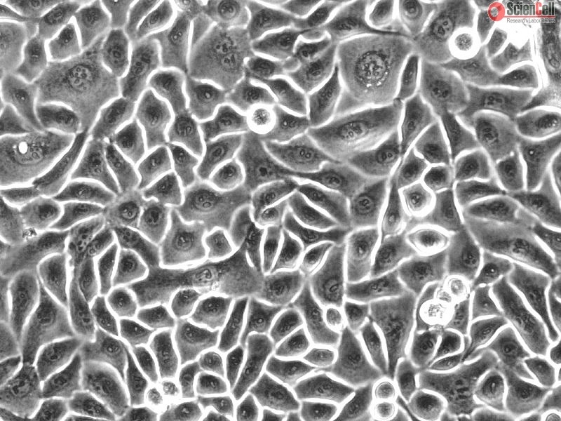 Human Esophageal Epithelial Cells, Passage 1