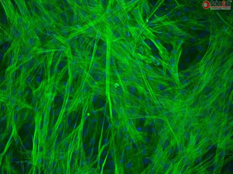 Human Gastric Smooth Muscle Cells, Passage 1