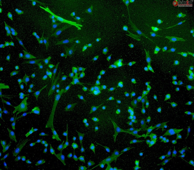 Human Rectal Smooth Muscle Cells, Passage 1