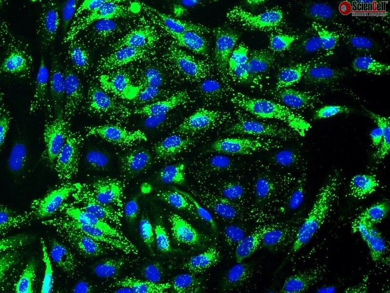 Human Splenic Endothelial Cells, Passage 1