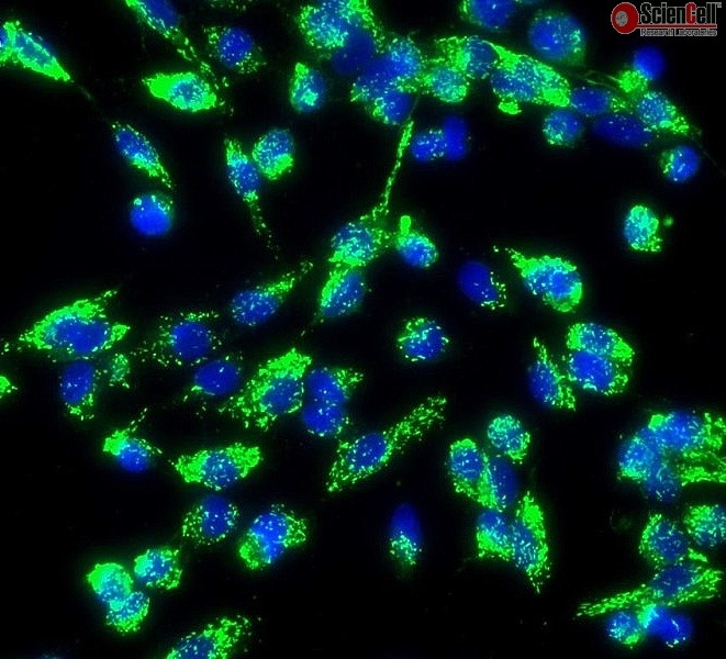 Human Aortic Endothelial Cells, Passage 1