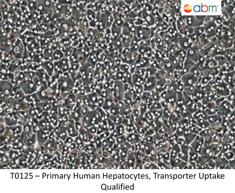 Primary Human Hepatocytes, Transporter Uptake Qualified