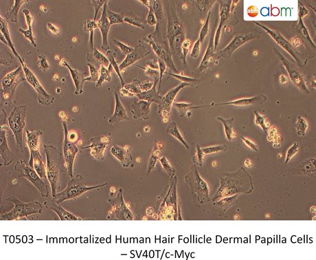 Immortalized Human Hair Follicle Dermal Papilla Cells –SV40T/c-Myc  