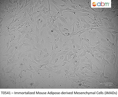Immortalized mouse adipose-derived mesenchymal cells (iMADs)