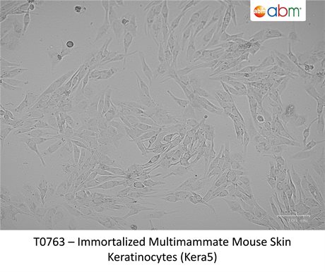 Immortalized Multimammate Mouse Skin Keratinocytes (Kera5)