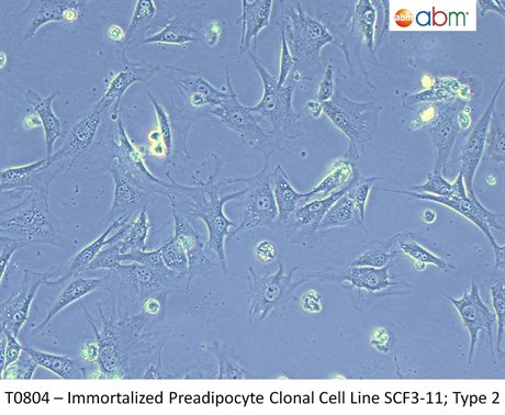 Immortalized Preadipocyte Clonal Cell Line SCF3-11; Type 2