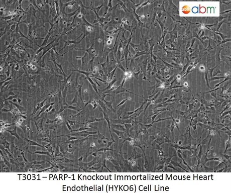 PARP-1 Knockout Immortalized Mouse Heart Endothelial (HYKO6) Cell Line